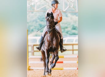 Friesen Mix, Wallach, 10 Jahre, 170 cm, Rappe