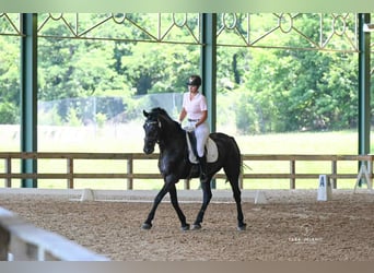 Friesen Mix, Wallach, 10 Jahre, 170 cm, Rappe