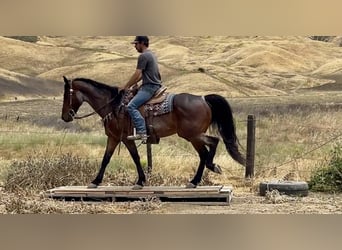 Friesen, Wallach, 11 Jahre, 152 cm, Roan-Bay