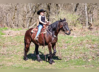 Friesen, Wallach, 11 Jahre, 152 cm, Rotbrauner