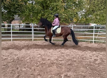Friesen Mix, Wallach, 11 Jahre, 155 cm, Brauner