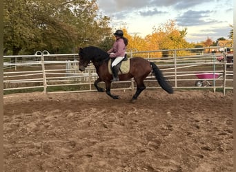 Friesen Mix, Wallach, 11 Jahre, 155 cm, Brauner