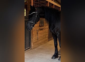 Friesen, Wallach, 11 Jahre, 155 cm, Rappe