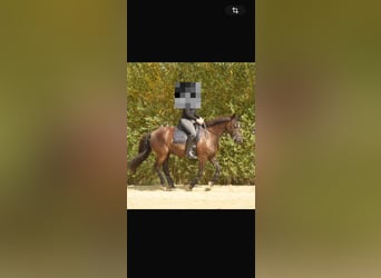 Friesen Mix, Wallach, 11 Jahre, 158 cm, Rappe