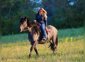 Friesen Mix, Wallach, 11 Jahre, 160 cm, Roan-Blue