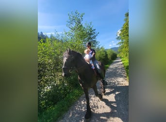 Friesen, Wallach, 11 Jahre, 162 cm, Rappe