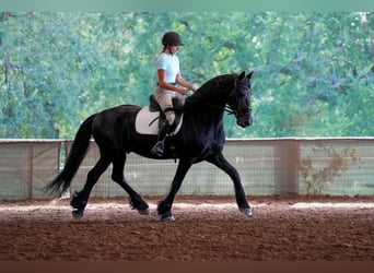 Friesen, Wallach, 11 Jahre, 163 cm, Rappe