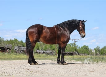 Friesen Mix, Wallach, 11 Jahre, 163 cm, Rotbrauner