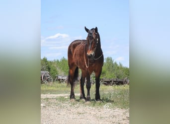 Friesen Mix, Wallach, 11 Jahre, 163 cm, Rotbrauner