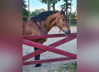 Friesen Mix, Wallach, 11 Jahre, 165 cm, Brauner