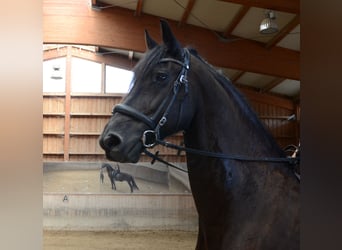 Friesen, Wallach, 11 Jahre, 165 cm, Rappe