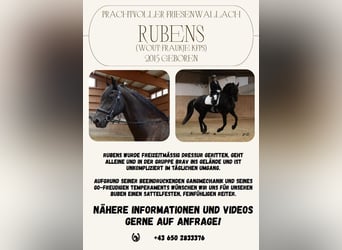 Friesen, Wallach, 11 Jahre, 165 cm, Rappe