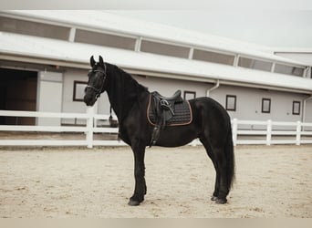 Friesen, Wallach, 11 Jahre, 165 cm, Rappe