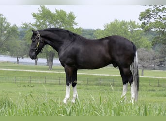Friesen Mix, Wallach, 11 Jahre, 165 cm, Rappe