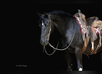 Friesen Mix, Wallach, 11 Jahre, 165 cm, Rappe