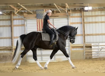 Friesen Mix, Wallach, 11 Jahre, 165 cm, Rappe