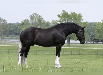 Friesen Mix, Wallach, 11 Jahre, 165 cm, Rappe
