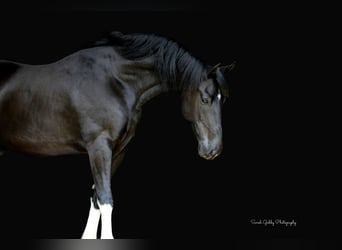Friesen Mix, Wallach, 11 Jahre, 165 cm, Rappe