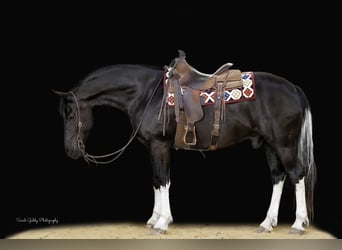 Friesen Mix, Wallach, 11 Jahre, 165 cm, Rappe