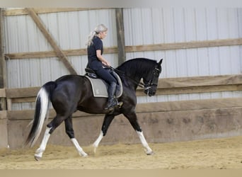 Friesen Mix, Wallach, 11 Jahre, 165 cm, Rappe