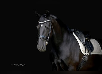 Friesen Mix, Wallach, 11 Jahre, 165 cm, Rappe
