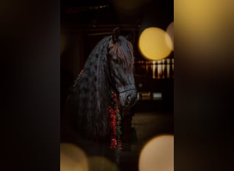 Friesen, Wallach, 11 Jahre, 168 cm, Rappe