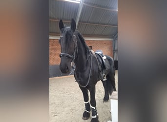 Friesen, Wallach, 11 Jahre, 170 cm, Rappe