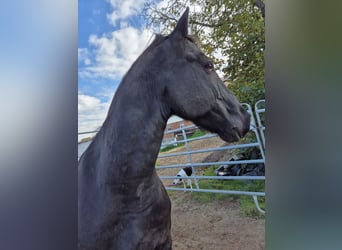 Friesen Mix, Wallach, 11 Jahre, 170 cm, Rappe