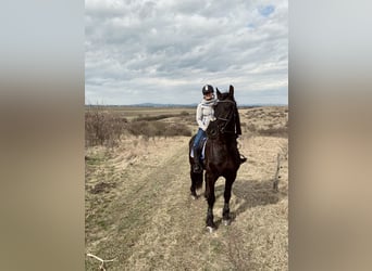 Friesen Mix, Wallach, 11 Jahre, 174 cm, Rappe