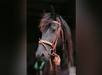 Friesen, Wallach, 11 Jahre, Rappe