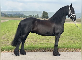 Friesen, Wallach, 12 Jahre, 160 cm, Rappe