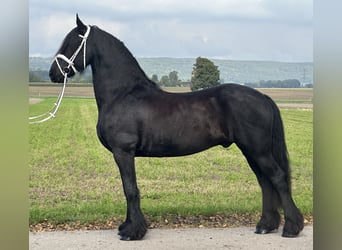 Friesen, Wallach, 12 Jahre, 160 cm, Rappe