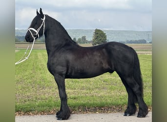 Friesen, Wallach, 12 Jahre, 160 cm, Rappe