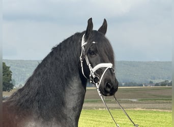 Friesen, Wallach, 12 Jahre, 160 cm, Rappe