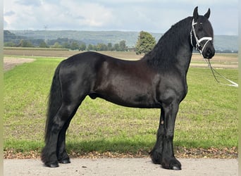 Friesen, Wallach, 12 Jahre, 160 cm, Rappe