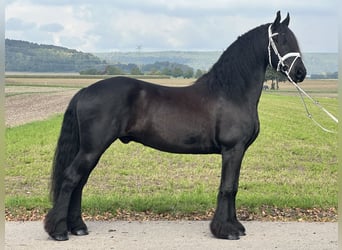 Friesen, Wallach, 12 Jahre, 160 cm, Rappe