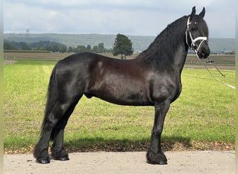 Friesen, Wallach, 12 Jahre, 160 cm, Rappe