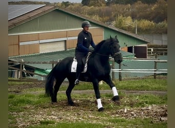 Friesen, Wallach, 12 Jahre, 165 cm, Rappe