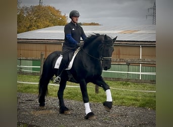 Friesen, Wallach, 12 Jahre, 165 cm, Rappe