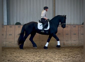 Friesen, Wallach, 12 Jahre, 165 cm, Rappe