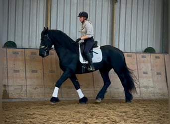 Friesen, Wallach, 12 Jahre, 165 cm, Rappe