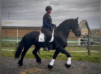 Friesen, Wallach, 12 Jahre, 165 cm, Rappe