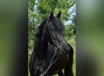 Friesen, Wallach, 12 Jahre, 172 cm, Rappe