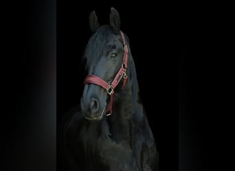 Friesen, Wallach, 13 Jahre, 165 cm, Rappe