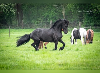 Friesen, Wallach, 13 Jahre, 170 cm, Rappe