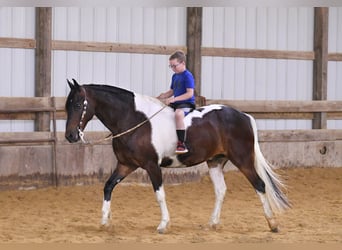 Friesen, Wallach, 13 Jahre, Tobiano-alle-Farben