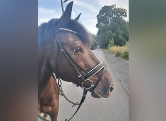 Friesen Mix, Wallach, 14 Jahre, 138 cm, Rappe