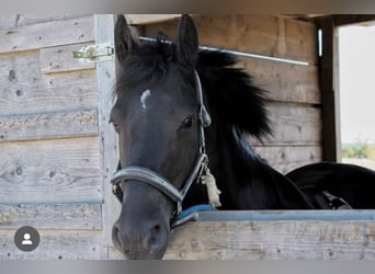 Friesen Mix, Wallach, 14 Jahre, 149 cm, Rappe