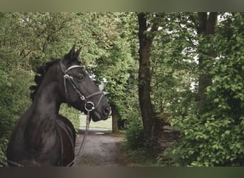 Friesen Mix, Wallach, 14 Jahre, 149 cm, Rappe