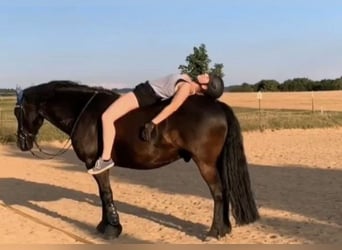 Friesen Mix, Wallach, 14 Jahre, 149 cm, Rappe